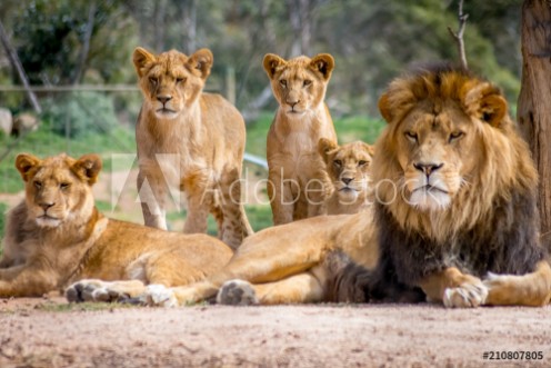 Picture of Lion Family